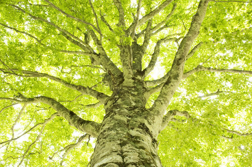 无人,横图,室外,白天,仰视,旅游,度假,美景,植物,长野县,日本,亚洲,阴影,光线,影子,景观,娱乐,树,树木,蓝色,绿色,蓝天,天空,阳光,自然,天,享受,休闲,景色,放松,遮,遮掩,生长,成长,掩盖,遮挡,自然风光,东亚,遮盖,本州,本州岛,日本国,中部地方,长野,掩饰,彩图,低角度拍摄