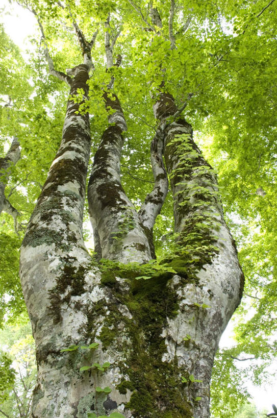 无人,竖图,室外,白天,仰视,旅游,度假,美景,植物,长野县,日本,亚洲,阴影,光线,影子,景观,娱乐,树,树木,蓝色,绿色,蓝天,天空,阳光,自然,天,享受,休闲,景色,放松,遮,遮掩,生长,成长,掩盖,遮挡,自然风光,东亚,遮盖,本州,本州岛,日本国,中部地方,长野,掩饰,彩图,低角度拍摄