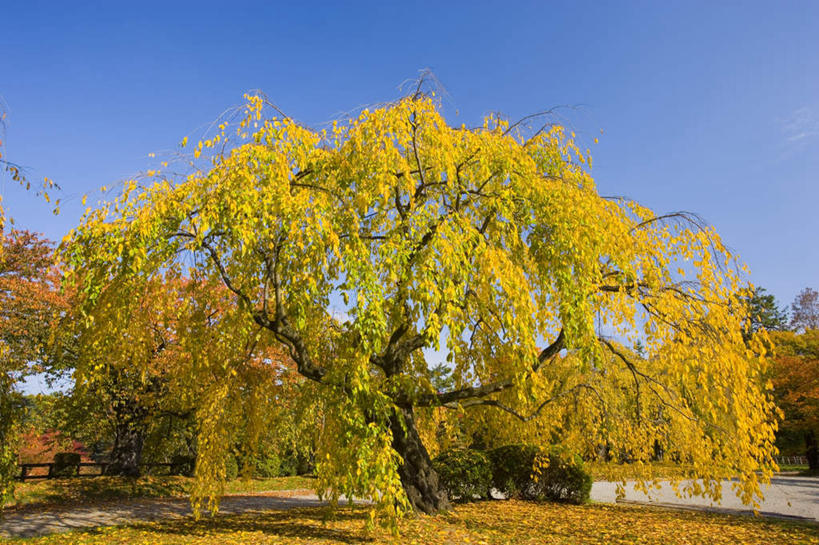 无人,横图,室外,白天,仰视,旅游,度假,草地,草坪,美景,植物,日本,亚洲,阴影,光线,影子,景观,樱桃树,娱乐,草,树,树木,黄色,蓝色,绿色,蓝天,天空,阳光,自然,天,享受,休闲,景色,放松,生长,晴朗,成长,自然风光,东亚,本州,万里无云,本州岛,日本国,青森,青森县,东北地方,晴空,晴空万里,彩图,低角度拍摄
