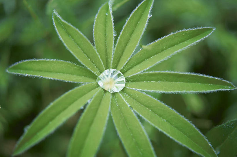无人,横图,俯视,室外,特写,白天,旅游,度假,草地,草坪,美景,水,植物,叶子,许多,阴影,朦胧,模糊,围绕,光线,液体,影子,景观,水滴,绿叶,娱乐,水珠,草,排列,绿色,阳光,自然,享受,休闲,嫩叶,景色,放松,队列,自然风光,叶,叶片,彩图,高角度拍摄