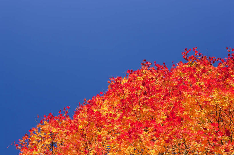 无人,横图,室外,白天,仰视,旅游,度假,美景,植物,叶子,秋田县,日本,亚洲,阴影,光线,影子,景观,绿叶,娱乐,树,树木,红色,蓝色,绿色,蓝天,天空,阳光,自然,天,享受,休闲,嫩叶,景色,放松,生长,晴朗,成长,自然风光,东亚,本州,万里无云,本州岛,日本国,秋田,东北地方,叶,叶片,晴空,晴空万里,彩图,低角度拍摄