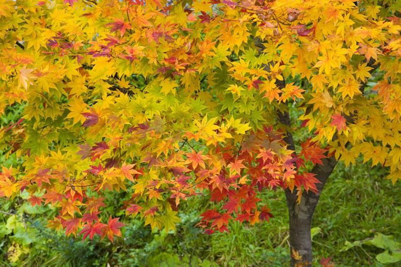 无人,横图,室外,白天,正面,旅游,度假,草地,草坪,美景,植物,叶子,日本,亚洲,阴影,光线,影子,景观,枫叶,枯叶,落叶,娱乐,草,树,树木,黄色,红色,绿色,阳光,自然,享受,休闲,景色,放松,生长,成长,枫树叶,自然风光,东亚,本州,本州岛,日本国,岩手,岩手县,东北地方,叶,叶片,彩图