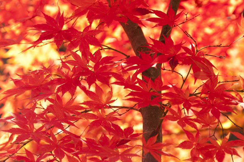 无人,横图,室外,白天,仰视,旅游,度假,草地,草坪,美景,植物,叶子,日本,亚洲,阴影,光线,影子,景观,枫叶,枯叶,落叶,娱乐,草,树,树木,黄色,红色,绿色,阳光,自然,享受,休闲,景色,放松,生长,成长,枫树叶,自然风光,东亚,本州,本州岛,日本国,岩手,岩手县,东北地方,叶,叶片,彩图,低角度拍摄