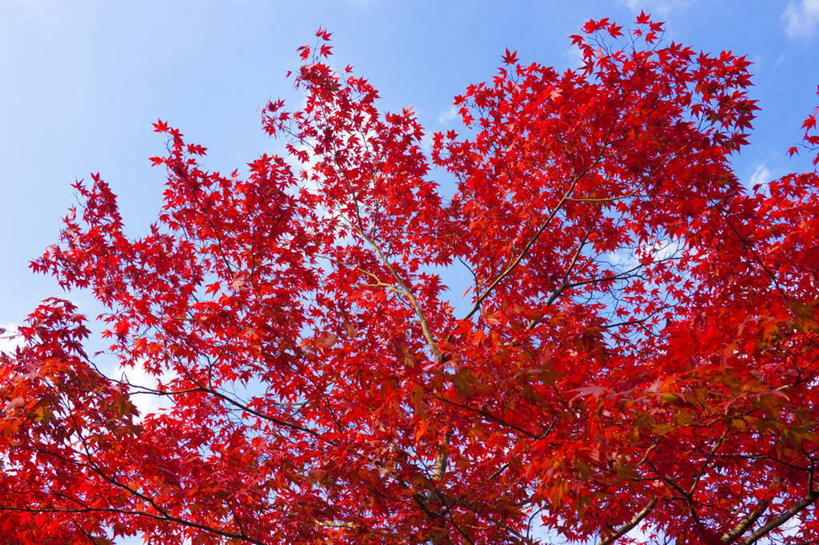 无人,横图,室外,白天,仰视,旅游,度假,美景,植物,叶子,日本,亚洲,阴影,光线,影子,景观,云,云朵,绿叶,云彩,娱乐,树,树木,红色,蓝色,绿色,白云,蓝天,天空,阳光,自然,天,享受,休闲,嫩叶,景色,放松,遮,遮掩,生长,成长,掩盖,遮挡,自然风光,东亚,遮盖,本州,本州岛,日本国,青森,青森县,东北地方,掩饰,叶,叶片,彩图,低角度拍摄