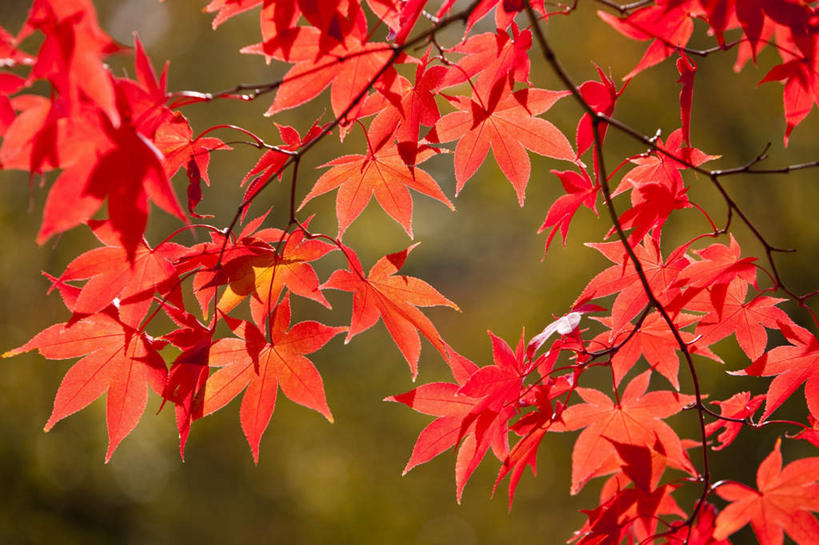 无人,横图,俯视,室外,白天,旅游,度假,美景,植物,叶子,日本,亚洲,许多,阴影,朦胧,模糊,光线,影子,景观,枫叶,枯叶,落叶,娱乐,树,树木,黄色,红色,绿色,阳光,自然,享受,休闲,景色,放松,生长,成长,枫树叶,自然风光,东亚,本州,本州岛,日本国,青森,青森县,东北地方,叶,叶片,彩图,高角度拍摄