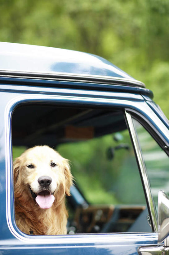 无人,站,竖图,室外,白天,正面,旅游,度假,草地,草坪,植物,窗户,汽车,宠物,狗,一辆,阴影,朦胧,模糊,光线,影子,注视,娱乐,金毛犬,吐舌头,玻璃窗,车,草,树,树木,一只,黄色,绿色,阳光,自然,动物,交通工具,轿车,观察,驾驶,看,行驶,站着,张嘴,享受,休闲,放松,可爱,金毛,生长,成长,观看,操纵,控制,察看,关注,载具,寻回犬,张大嘴巴,操控,金毛寻回犬,忠诚,把持,张开嘴,犬,站立,彩图