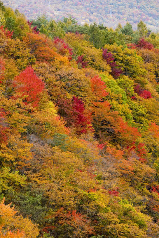 无人,竖图,俯视,室外,白天,旅游,度假,草地,草坪,美景,山,山脉,植物,日本,亚洲,阴影,光线,影子,景观,山峰,山峦,娱乐,草,树,树木,绿色,阳光,自然,群山,享受,休闲,景色,放松,生长,成长,自然风光,东亚,本州,本州岛,日本国,岩手,岩手县,东北地方,彩图,高角度拍摄