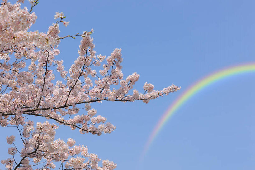 无人,横图,室外,白天,仰视,旅游,度假,彩虹,美景,植物,樱花,东京,日本,亚洲,阴影,盛开,光线,影子,景观,花蕾,娱乐,花,花瓣,花朵,鲜花,树,树木,粉色,绿色,阳光,自然,花苞,花蕊,享受,休闲,景色,放松,生长,成长,自然风光,东亚,本州,关东地方,本州岛,日本国,东京都,仙樱花,福岛樱,青肤樱,虹,虹桥,七彩虹,天虹,荆桃,彩图,低角度拍摄