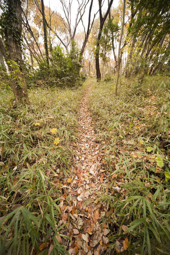 无人,竖图,俯视,室外,白天,旅游,度假,草地,草坪,美景,植物,道路,路,神奈川,日本,亚洲,阴影,光线,影子,景观,小路,交通,横滨,横滨市,神奈川县,娱乐,草,树,树木,蓝色,绿色,蓝天,天空,阳光,自然,天,享受,休闲,景色,放松,乡间小路,生长,成长,自然风光,东亚,本州,首府,关东地方,本州岛,日本国,彩图,高角度拍摄