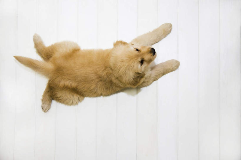 无人,横图,俯视,室内,白天,地板,宠物,狗,阴影,条纹,光线,影子,地面,注视,金毛犬,木地板,一只,黄色,阳光,动物,观察,看,趴着,可爱,金毛,观看,察看,关注,寻回犬,金毛寻回犬,忠诚,犬,趴,抬头,仰头,彩图,高角度拍摄,全身