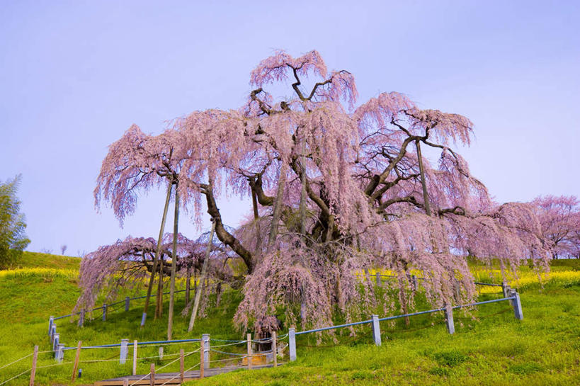 无人,横图,室外,白天,正面,旅游,度假,草地,草坪,美景,植物,樱花,日本,亚洲,阴影,盛开,光线,影子,景观,云,云朵,花蕾,云彩,娱乐,草,花,花瓣,花朵,鲜花,树,树木,粉色,蓝色,绿色,白云,蓝天,天空,阳光,自然,天,花苞,花蕊,享受,休闲,景色,放松,生长,成长,自然风光,东亚,本州,本州岛,日本国,东北地方,福岛,福岛县,仙樱花,福岛樱,青肤樱,荆桃,彩图