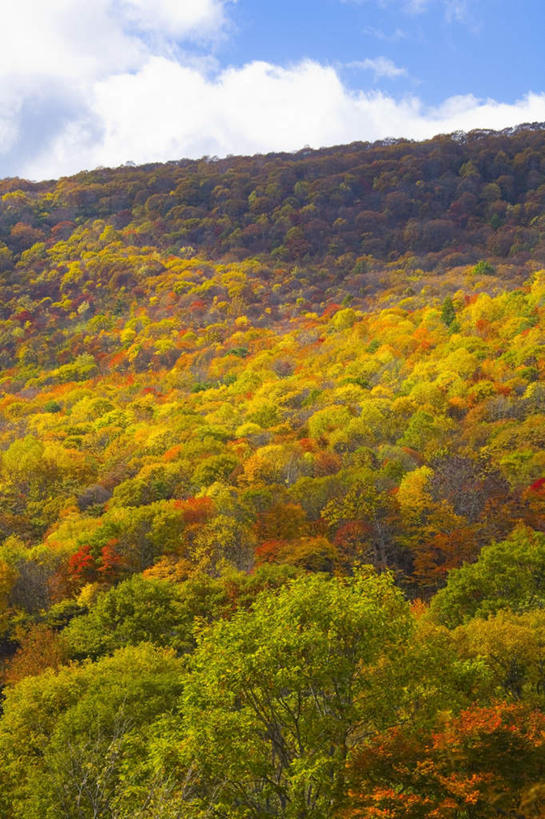无人,竖图,室外,白天,正面,旅游,度假,美景,山,山脉,树林,植物,日本,亚洲,阴影,朦胧,模糊,光线,影子,景观,山峰,云,云朵,山峦,云彩,娱乐,树,树木,蓝色,绿色,白云,蓝天,天空,阳光,自然,群山,天,享受,休闲,景色,放松,生长,晴朗,成长,自然风光,东亚,本州,本州岛,日本国,岩手,岩手县,东北地方,八幡平市,晴空,彩图