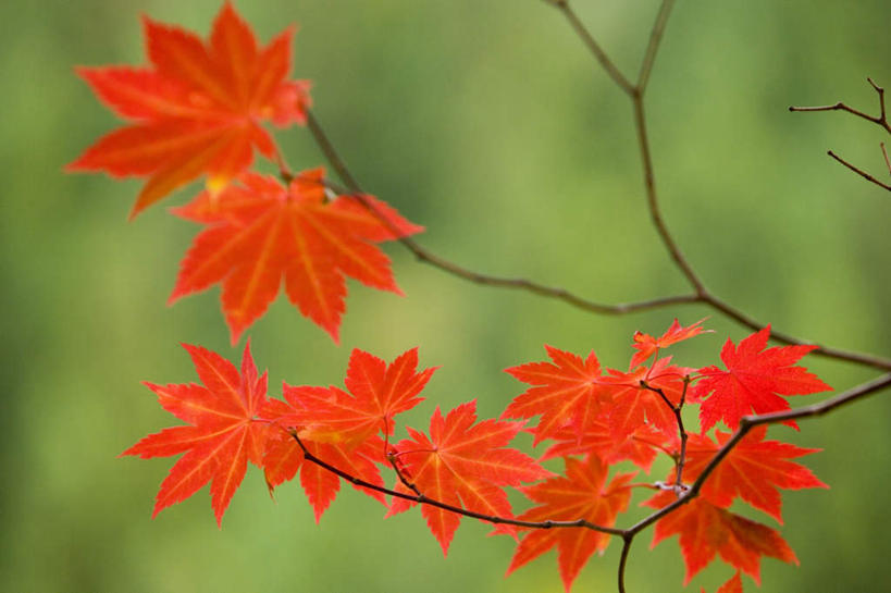 无人,横图,室外,白天,正面,旅游,度假,美景,植物,枫树,叶子,日本,亚洲,许多,朦胧,模糊,景观,枫叶,枯叶,落叶,娱乐,树,树木,黄色,红色,绿色,自然,享受,休闲,景色,放松,生长,成长,枫树叶,枫,自然风光,东亚,本州,本州岛,日本国,青森,青森县,东北地方,槭树,糖槭,叶,叶片,彩图