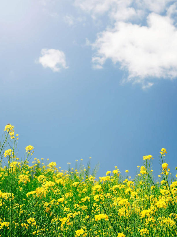 无人,花匠,竖图,室外,白天,仰视,旅游,度假,美景,日本,亚洲,许多,景观,云,云朵,千叶县,云彩,娱乐,黄色,蓝色,白云,蓝天,天空,自然,天,油菜花,享受,休闲,景色,放松,晴朗,自然风光,东亚,本州,关东地方,本州岛,日本国,千叶,园丁,晴空,彩图,低角度拍摄,芸苔,芸薹