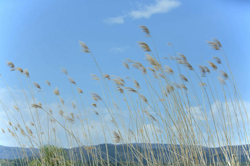 无人,横图,室外,特写,白天,仰视,旅游,度假,草地,美景,植物,长野县,日本,亚洲,许多,景观,云,云朵,蒲苇,云彩,娱乐,草,蓝色,绿色,白云,蓝天,天空,自然,天,享受,休闲,景色,放松,晴朗,自然风光,东亚,本州,本州岛,日本国,中部地方,长野,晴空,彩图,低角度拍摄