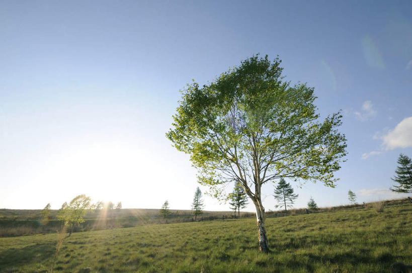 无人,农田,横图,全景,室外,白天,仰视,旅游,度假,庄稼,农作物,美景,天际线,植物,长野县,日本,亚洲,一棵,阴影,朦胧,模糊,光线,影子,地平线,景观,辽阔,枝条,地面,背光,娱乐,树,树干,树木,树枝,蓝色,绿色,蓝天,天空,阳光,自然,天,享受,休闲,景色,放松,生长,晴朗,成长,一望无际,自然风光,延伸,逆光,东亚,本州,万里无云,本州岛,日本国,中部地方,天地相交,长野,诹访市,晴空,晴空万里,彩图,低角度拍摄,耕地,庄稼田