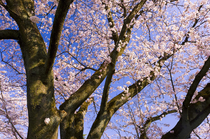 无人,横图,室外,白天,仰视,旅游,度假,美景,树林,植物,樱花,日本,亚洲,朦胧,模糊,盛开,景观,花蕾,娱乐,花,花瓣,花朵,鲜花,树,树木,蓝色,绿色,蓝天,天空,自然,天,花苞,花蕊,享受,休闲,景色,放松,生长,晴朗,成长,自然风光,东亚,本州,万里无云,关东地方,本州岛,日本国,栃木,栃木县,仙樱花,福岛樱,青肤樱,晴空,晴空万里,荆桃,彩图,低角度拍摄