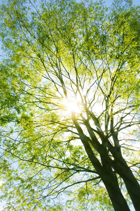 无人,竖图,室外,白天,仰视,旅游,度假,美景,植物,日本,亚洲,两棵,阴影,朦胧,模糊,光线,影子,景观,枝条,背光,娱乐,树,树干,树木,树枝,蓝色,绿色,蓝天,天空,阳光,自然,天,享受,休闲,景色,放松,生长,晴朗,成长,自然风光,逆光,东亚,本州,万里无云,关东地方,本州岛,日本国,栃木,栃木县,晴空,晴空万里,彩图,低角度拍摄