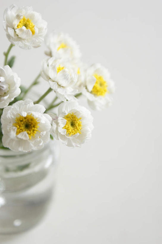 无人,竖图,俯视,室内,特写,白天,白色背景,静物,花瓶,许多,阴影,朦胧,模糊,盛开,光线,影子,花蕾,玻璃制品,花,花瓣,花朵,鲜花,白色,阳光,玻璃瓶,瓶子,花苞,花蕊,摄影,影棚,彩图,高角度拍摄,影棚拍摄,拍摄