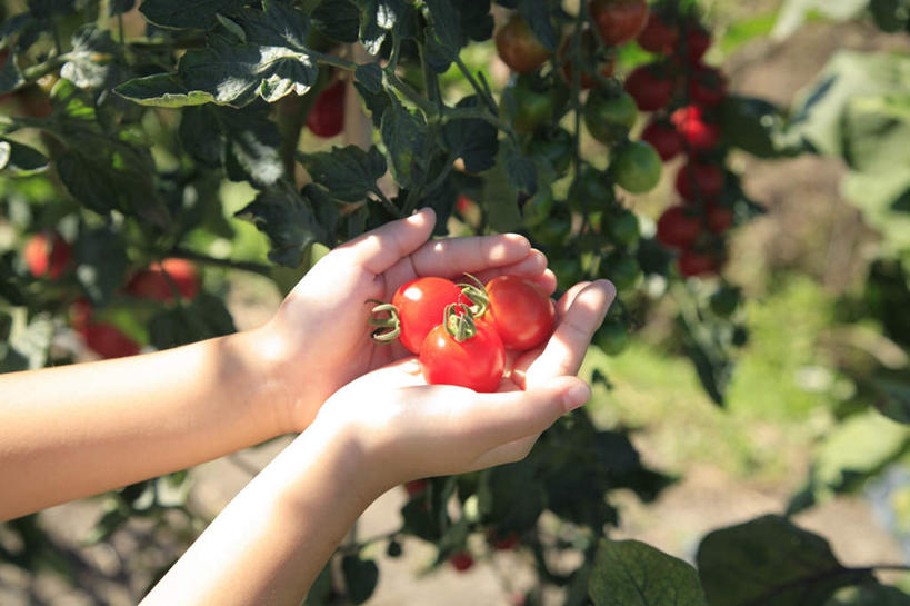 东方人,手,一个人,站,捧,横图,俯视,室外,白天,旅游,度假,美景,蔬菜,西红柿,叶子,亚洲,仅一个年轻女性,仅一个女性,仅一个人,许多,朦胧,模糊,新鲜,景观,食品,绿叶,黄种人,娱乐,食物,自然,站着,享受,休闲,手部,嫩叶,景色,放松,有机食品,绿色食品,自然风光,年轻女性,女人,女性,亚洲人,叶,叶片,樱桃番茄,圣女果,番茄,端,端着,捧着,手捧,站立,半身,彩图,高角度拍摄