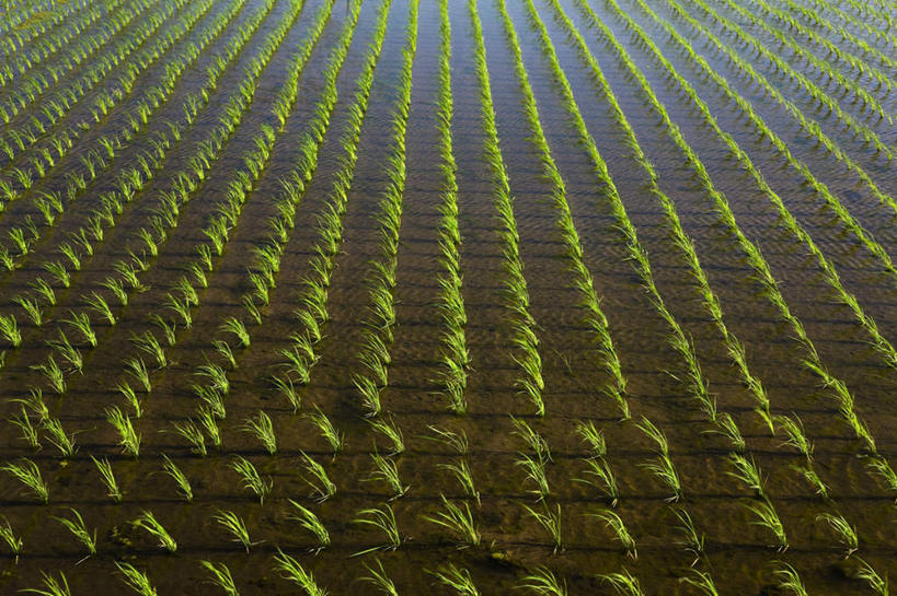 无人,农田,横图,俯视,室外,白天,旅游,度假,农业,庄稼,农作物,美景,水,日本,亚洲,一排,许多,朦胧,模糊,整齐,液体,稻田,景观,水滴,谷物,水稻,娱乐,稻,排列,自然,享受,休闲,景色,放松,队列,自然风光,东亚,本州,关东地方,本州岛,日本国,栃木,栃木县,彩图,高角度拍摄,耕地,庄稼田