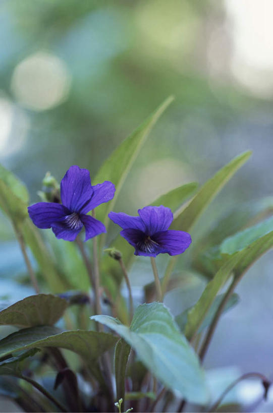 无人,竖图,俯视,室外,白天,旅游,度假,美景,百合花,叶子,朦胧,模糊,盛开,景观,绿叶,花蕾,娱乐,花,花瓣,花朵,鲜花,两朵,紫色,自然,花苞,花蕊,享受,休闲,嫩叶,景色,放松,自然风光,强瞿,百合蒜,倒仙,番韭,山丹,叶,叶片,彩图,高角度拍摄
