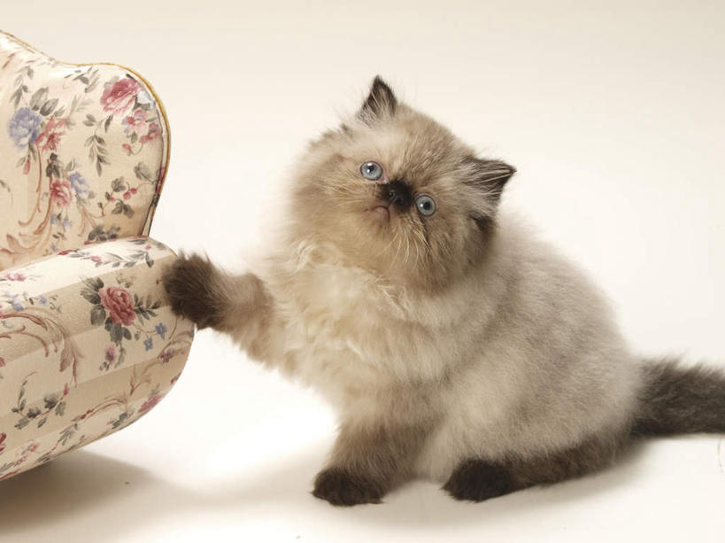 无人,举,横图,俯视,室内,白天,白色背景,沙发,宠物,猫,朦胧,模糊,注视,一个,一只,动物,观察,看,托,可爱,摄影,影棚,单个,观看,察看,关注,猫咪,布艺沙发,喜马拉雅猫,举起,举手,举着,向上举,向上伸,向上托,彩图,高角度拍摄,全身,影棚拍摄,拍摄