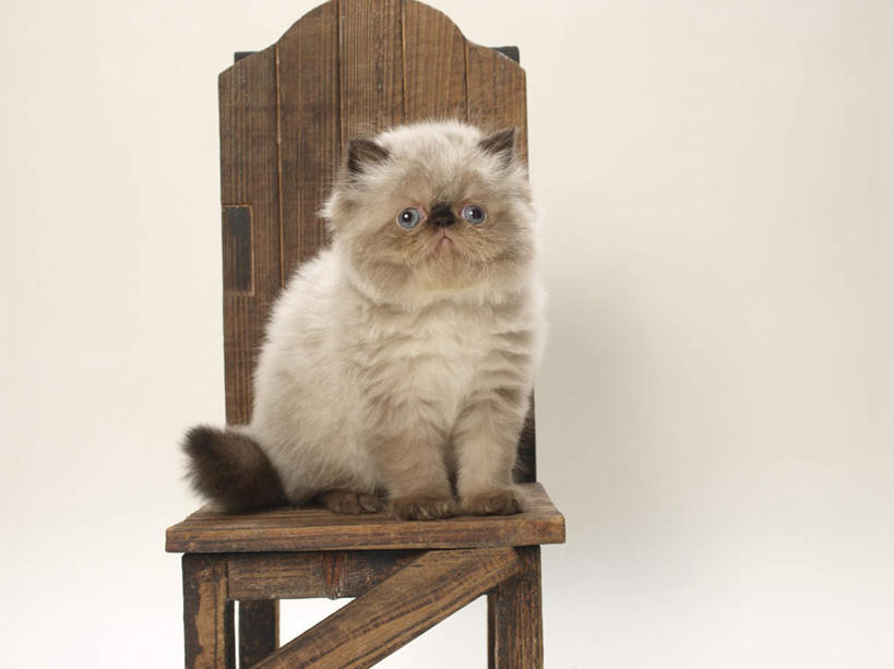 无人,坐,横图,室内,白天,白色背景,正面,宠物,猫,椅子,一把,朦胧,模糊,木椅,注视,一只,动物,观察,看,可爱,摄影,影棚,观看,察看,关注,猫咪,喜马拉雅猫,坐着,彩图,全身,影棚拍摄,拍摄