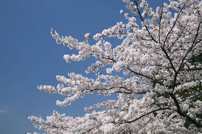 无人,横图,室外,白天,仰视,旅游,度假,美景,植物,樱花,京都,日本,亚洲,一棵,许多,盛开,景观,花蕾,娱乐,花,花瓣,花朵,鲜花,树,树木,粉色,蓝色,绿色,蓝天,天空,自然,天,花苞,花蕊,享受,休闲,景色,放松,京都府,生长,晴朗,成长,自然风光,东亚,本州,万里无云,本州岛,日本国,近畿地方,近畿,仙樱花,福岛樱,青肤樱,晴空,晴空万里,荆桃,彩图,低角度拍摄
