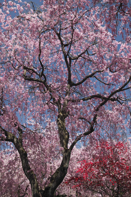 无人,竖图,室外,白天,仰视,旅游,度假,美景,植物,樱花,京都,日本,亚洲,一棵,许多,盛开,景观,花蕾,娱乐,花,花瓣,花朵,鲜花,树,树木,粉色,蓝色,绿色,蓝天,天空,自然,天,花苞,花蕊,享受,休闲,景色,放松,京都府,生长,晴朗,成长,自然风光,东亚,本州,万里无云,本州岛,日本国,近畿地方,近畿,仙樱花,福岛樱,青肤樱,晴空,晴空万里,荆桃,彩图,低角度拍摄