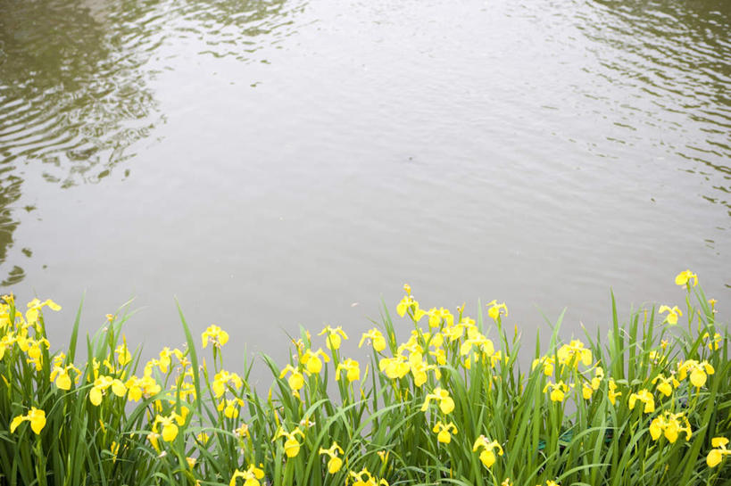 无人,横图,俯视,室外,白天,旅游,度假,河流,美景,水,日本,亚洲,许多,阴影,盛开,反射,影子,河水,景观,水流,花蕾,娱乐,花,花瓣,花朵,鲜花,黄色,自然,花苞,花蕊,享受,休闲,景色,放松,自然风光,东亚,日本国,彩图,高角度拍摄