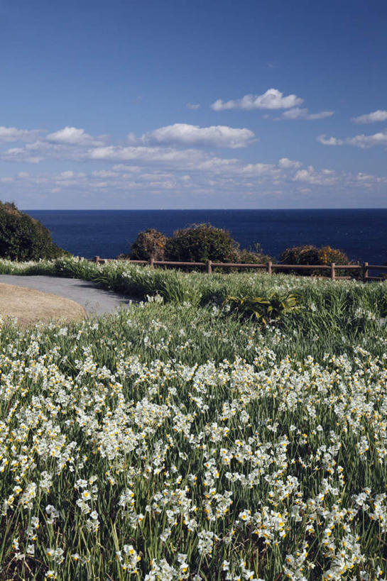 无人,竖图,室外,白天,正面,爱情,旅游,度假,陶醉,海浪,海洋,花海,花圃,美景,植物,道路,路,水仙花,叶子,日本,亚洲,阴影,盛开,光线,影子,景观,浪花,水平线,云,云朵,小路,辽阔,交通,海平线,花蕾,云彩,娱乐,花,花瓣,花朵,花卉,鲜花,蓝色,绿色,白云,蓝天,天空,阳光,自然,海水,花丛,花束,花田,天,花苞,花蕊,享受,休闲,广阔,景色,放松,乡间小路,晴朗,一望无际,自然风光,记忆,海景,东亚,本州,本州岛,日本国,近畿地方,近畿,金盏银台,玉玲珑,女史花,雅蒜,天蒜,和歌山,和歌山县,敬意,自恋,无边无际,一马平川,凌波仙子,水仙,天葱,大海,风浪,海,海水的波动,近岸浪,涌浪,晴空,彩图,水天相接,水天一线