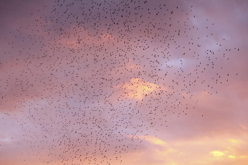 无人,横图,室外,白天,仰视,旅游,度假,美景,日落,鸟,日本,亚洲,许多,鸟类,景观,晚霞,霞光,云,云朵,云彩,娱乐,蓝色,白云,蓝天,天空,自然,黄昏,天,享受,休闲,景色,彩霞,放松,大阪,晴朗,自然风光,东亚,本州,大阪府,本州岛,日本国,近畿地方,近畿,晴空,夕阳,彩图,低角度拍摄