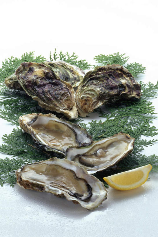 海鲜,无人,竖图,俯视,室内,特写,白天,白色背景,静物,叶子,五个,许多,装饰,绿叶,牡蛎,水产,海洋生物,嫩叶,摄影,影棚,华丽,修饰,生蚝,点缀,水生动物,海产品,水生物,海底动物,衬托,美观,雅致,雅观,叶,叶片,彩图,高角度拍摄,影棚拍摄,拍摄