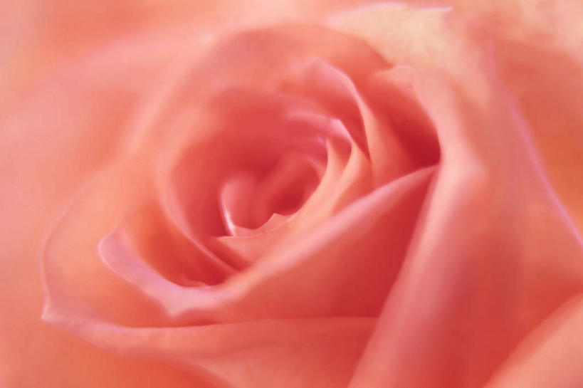 无人,横图,俯视,室内,特写,白天,爱情,旅游,度假,幸福,纯洁,热情,美景,玫瑰,朦胧,模糊,盛开,景观,玫瑰花,浪漫,花蕾,娱乐,花,花瓣,花朵,鲜花,一朵,红色,自然,花苞,花蕊,享受,休闲,温暖,温馨,景色,恩爱,放松,和睦,自然风光,感动,尊敬,天真,刺玫花,徘徊花,彩图,高角度拍摄,融洽