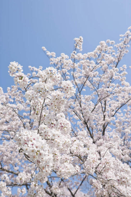 无人,竖图,室外,白天,仰视,旅游,度假,海浪,海洋,美景,樱花,京都,日本,亚洲,盛开,景观,浪花,水平线,辽阔,海平线,花蕾,娱乐,花,花瓣,花朵,鲜花,粉色,蓝色,蓝天,天空,自然,海水,天,花苞,花蕊,享受,休闲,广阔,景色,放松,京都府,晴朗,一望无际,自然风光,海景,东亚,本州,万里无云,本州岛,日本国,近畿地方,近畿,仙樱花,福岛樱,青肤樱,无边无际,一马平川,大海,风浪,海,海水的波动,近岸浪,涌浪,晴空,晴空万里,荆桃,彩图,低角度拍摄,水天相接,水天一线