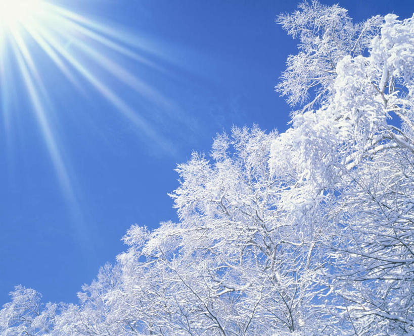 无人,横图,室外,白天,仰视,旅游,度假,美景,树林,植物,北海道,日本,亚洲,阴影,朦胧,模糊,光线,影子,景观,娱乐,树,树木,蓝色,绿色,蓝天,天空,阳光,自然,天,享受,休闲,景色,放松,生长,晴朗,成长,自然风光,东亚,万里无云,日本国,北海道地方,北海道岛,美瑛町,美瑛,晴空,晴空万里,彩图,低角度拍摄