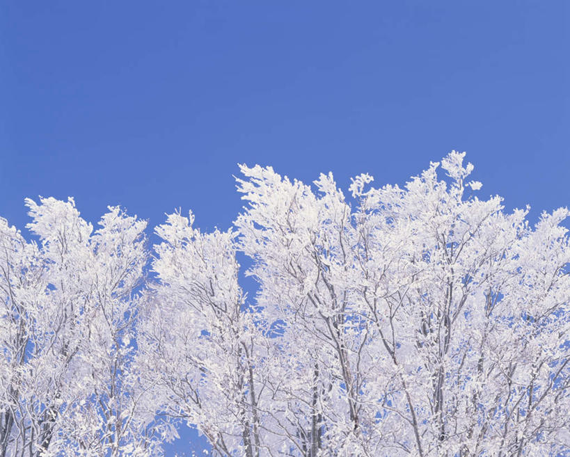 无人,横图,室外,白天,仰视,旅游,度假,美景,森林,树林,雪,植物,大雪,北海道,日本,亚洲,朦胧,模糊,积雪,景观,雪景,冬季,冬天,娱乐,树,树木,蓝色,绿色,蓝天,天空,自然,天,享受,休闲,景色,放松,寒冷,生长,晴朗,成长,自然风光,雾凇,东亚,万里无云,日本国,北海道地方,北海道岛,美瑛町,严寒,美瑛,晴空,晴空万里,彩图,低角度拍摄