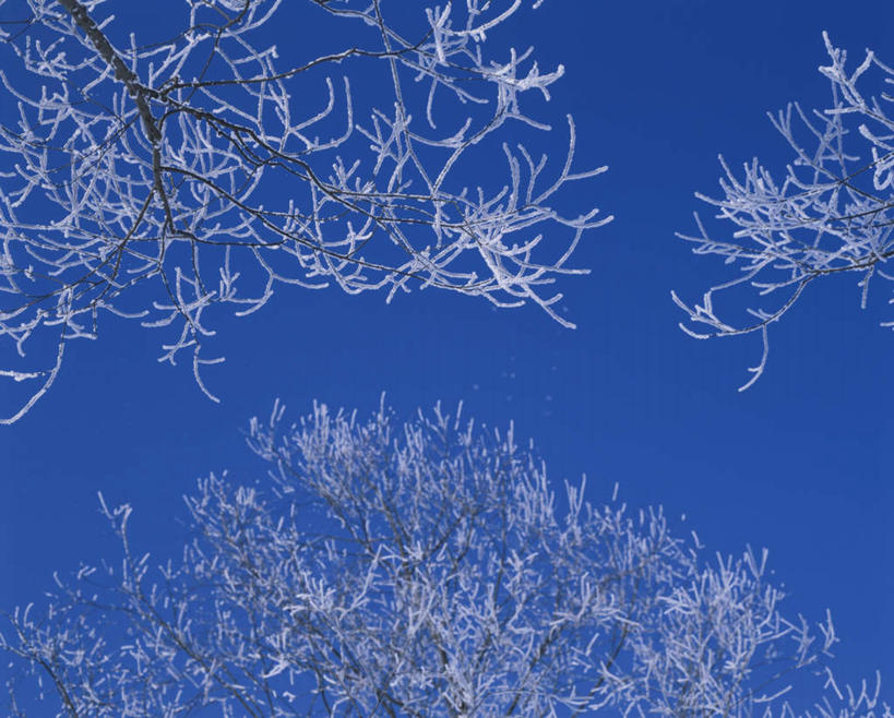 无人,横图,室外,白天,仰视,旅游,度假,美景,树林,雪,植物,大雪,北海道,日本,亚洲,朦胧,模糊,积雪,景观,雪景,冬季,冬天,娱乐,树,树木,蓝色,绿色,蓝天,天空,自然,天,享受,休闲,景色,放松,寒冷,生长,晴朗,成长,自然风光,雾凇,东亚,万里无云,日本国,北海道地方,北海道岛,美瑛町,严寒,美瑛,晴空,晴空万里,彩图,低角度拍摄