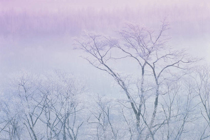 无人,横图,室外,白天,仰视,旅游,度假,美景,树林,雪,植物,大雪,北海道,日本,亚洲,朦胧,模糊,积雪,景观,雪景,冬季,冬天,娱乐,树,树木,蓝色,绿色,蓝天,天空,自然,天,享受,休闲,景色,放松,寒冷,生长,晴朗,成长,自然风光,雾凇,东亚,万里无云,日本国,北海道地方,北海道岛,美瑛町,严寒,美瑛,晴空,晴空万里,彩图,低角度拍摄