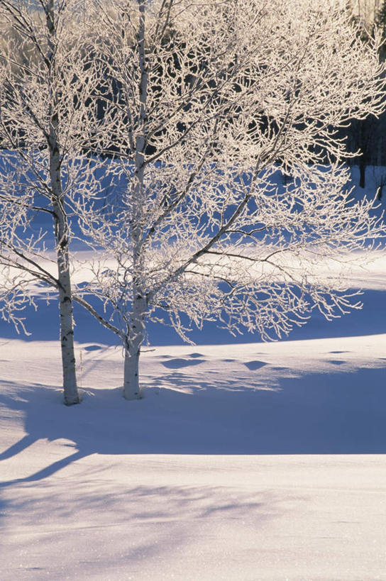 无人,竖图,室外,白天,仰视,旅游,度假,美景,树林,雪,植物,大雪,北海道,日本,亚洲,阴影,朦胧,模糊,光线,影子,积雪,景观,雪景,冬季,冬天,娱乐,树,树木,绿色,阳光,自然,享受,休闲,景色,放松,寒冷,生长,成长,自然风光,雾凇,东亚,日本国,北海道地方,北海道岛,严寒,彩图,低角度拍摄