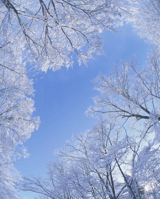无人,竖图,室外,白天,仰视,旅游,度假,美景,雪,植物,大雪,北海道,日本,亚洲,一棵,朦胧,模糊,积雪,景观,雪景,冬季,冬天,娱乐,树,树木,蓝色,绿色,蓝天,天空,自然,天,享受,休闲,景色,放松,寒冷,生长,晴朗,成长,自然风光,雾凇,东亚,万里无云,日本国,北海道地方,北海道岛,美瑛町,严寒,美瑛,晴空,晴空万里,彩图,低角度拍摄