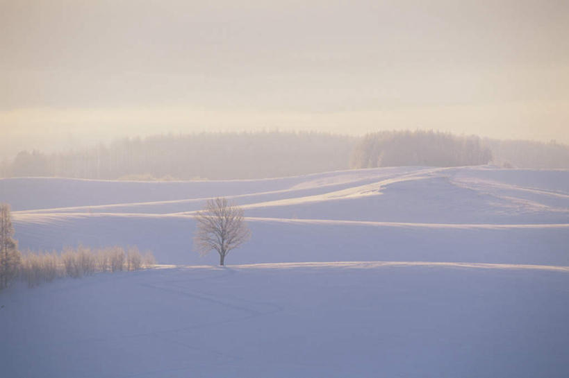 无人,横图,全景,室外,白天,正面,旅游,度假,美景,树林,天际线,雪,植物,大雪,北海道,日本,亚洲,阴影,朦胧,模糊,光线,影子,地平线,积雪,景观,雪景,冬季,冬天,辽阔,地面,娱乐,树,树木,蓝色,绿色,蓝天,天空,阳光,自然,天,享受,休闲,景色,放松,寒冷,生长,晴朗,成长,一望无际,自然风光,延伸,东亚,万里无云,日本国,天地相交,北海道地方,北海道岛,美瑛町,严寒,美瑛,晴空,晴空万里,彩图