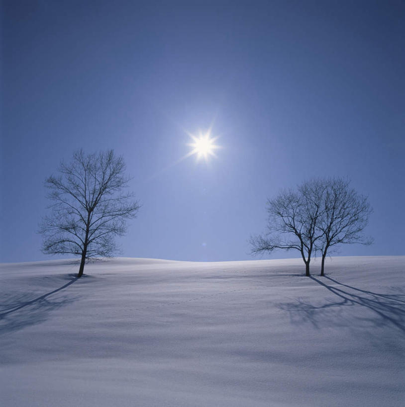 无人,方图,全景,室外,白天,仰视,旅游,度假,日出,美景,太阳,天际线,雪,植物,大雪,北海道,日本,亚洲,两棵,阴影,朦胧,模糊,光线,影子,地平线,积雪,景观,雪景,云,云朵,冬季,冬天,辽阔,枝条,地面,朝霞,晨曦,黎明,云彩,娱乐,树,树干,树木,树枝,蓝色,绿色,白云,蓝天,天空,阳光,自然,天,享受,休闲,景色,放松,寒冷,生长,晴朗,成长,一望无际,自然风光,延伸,东亚,日本国,天地相交,北海道地方,北海道岛,严寒,朝阳,晴空,彩图,低角度拍摄,破晓