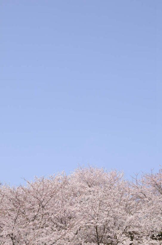 无人,竖图,室外,白天,仰视,旅游,度假,美景,樱花,神奈川,日本,亚洲,许多,朦胧,模糊,盛开,景观,神奈川县,花蕾,娱乐,花,花瓣,花朵,鲜花,蓝色,白色,蓝天,天空,自然,天,花苞,花蕊,享受,休闲,景色,放松,晴朗,自然风光,东亚,本州,万里无云,关东地方,本州岛,日本国,仙樱花,福岛樱,青肤樱,晴空,晴空万里,荆桃,彩图,低角度拍摄