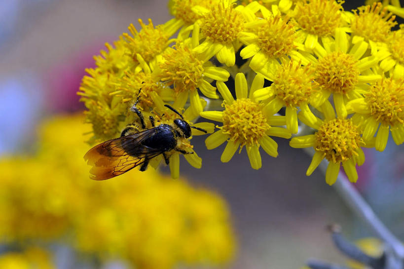 无人,横图,室外,特写,白天,正面,爱情,旅游,美景,蜜蜂,日本,亚洲,许多,朦胧,模糊,盛开,昆虫,景观,花蕾,花,花瓣,花朵,鲜花,一只,黄色,自然,动物,花苞,花蕊,菊花,景色,大阪,吉祥,自然风光,益虫,东亚,本州,大阪府,本州岛,日本国,近畿地方,近畿,高洁,长寿,怀恋,清净,真情,寿客,秋菊,彩图,全身,游览