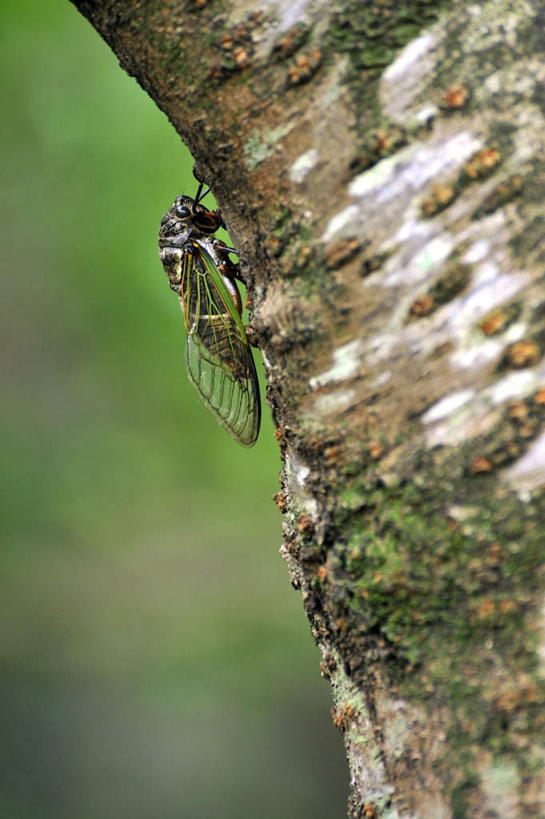 无人,竖图,室外,白天,侧面,旅游,美景,植物,蝉,日本,亚洲,一棵,朦胧,模糊,昆虫,景观,树,树干,树木,绿色,自然,动物,趴着,景色,大阪,生长,成长,自然风光,东亚,本州,大阪府,本州岛,日本国,近畿地方,近畿,害虫,蚱蝉,知了,趴,彩图,全身,游览