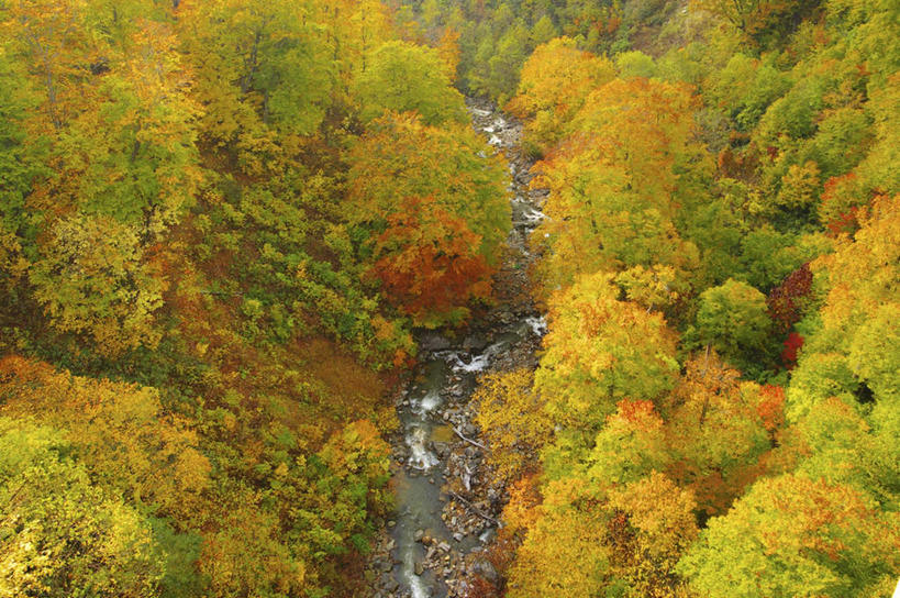 无人,横图,俯视,航拍,室外,白天,旅游,河流,美景,秋季,森林,树林,水,植物,日本,亚洲,朦胧,模糊,河水,景观,水流,树,树木,绿色,小溪,自然,溪水,景色,生长,成长,鸟瞰,自然风光,东亚,日本国,秋日,秋,秋天,彩图,高角度拍摄,游览