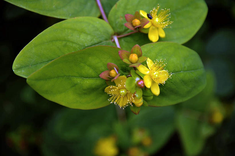无人,横图,俯视,室外,特写,白天,旅游,美景,静物,叶子,日本,亚洲,三朵,朦胧,模糊,盛开,景观,绿叶,花蕾,花,花瓣,花朵,金丝桃,鲜花,黄色,自然,花苞,花蕊,嫩叶,景色,大阪,自然风光,东亚,本州,大阪府,本州岛,日本国,近畿地方,近畿,弟切草,土连翘,复仇,叶,叶片,彩图,高角度拍摄,游览