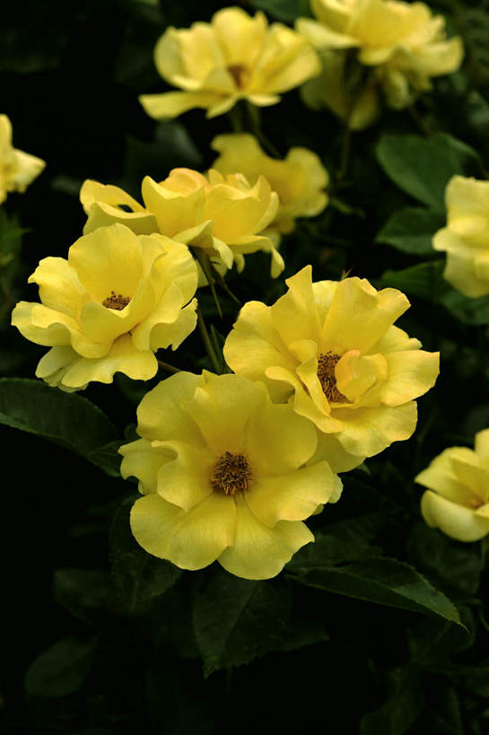 无人,竖图,俯视,室外,白天,爱情,旅游,幸福,纯洁,热情,美景,玫瑰,叶子,日本,亚洲,许多,朦胧,模糊,盛开,景观,绿叶,玫瑰花,浪漫,花蕾,花,花瓣,花朵,鲜花,黄色,自然,花苞,花蕊,温暖,温馨,嫩叶,景色,恩爱,大阪,和睦,自然风光,感动,东亚,本州,大阪府,本州岛,日本国,近畿地方,近畿,尊敬,天真,刺玫花,徘徊花,叶,叶片,彩图,高角度拍摄,游览,融洽